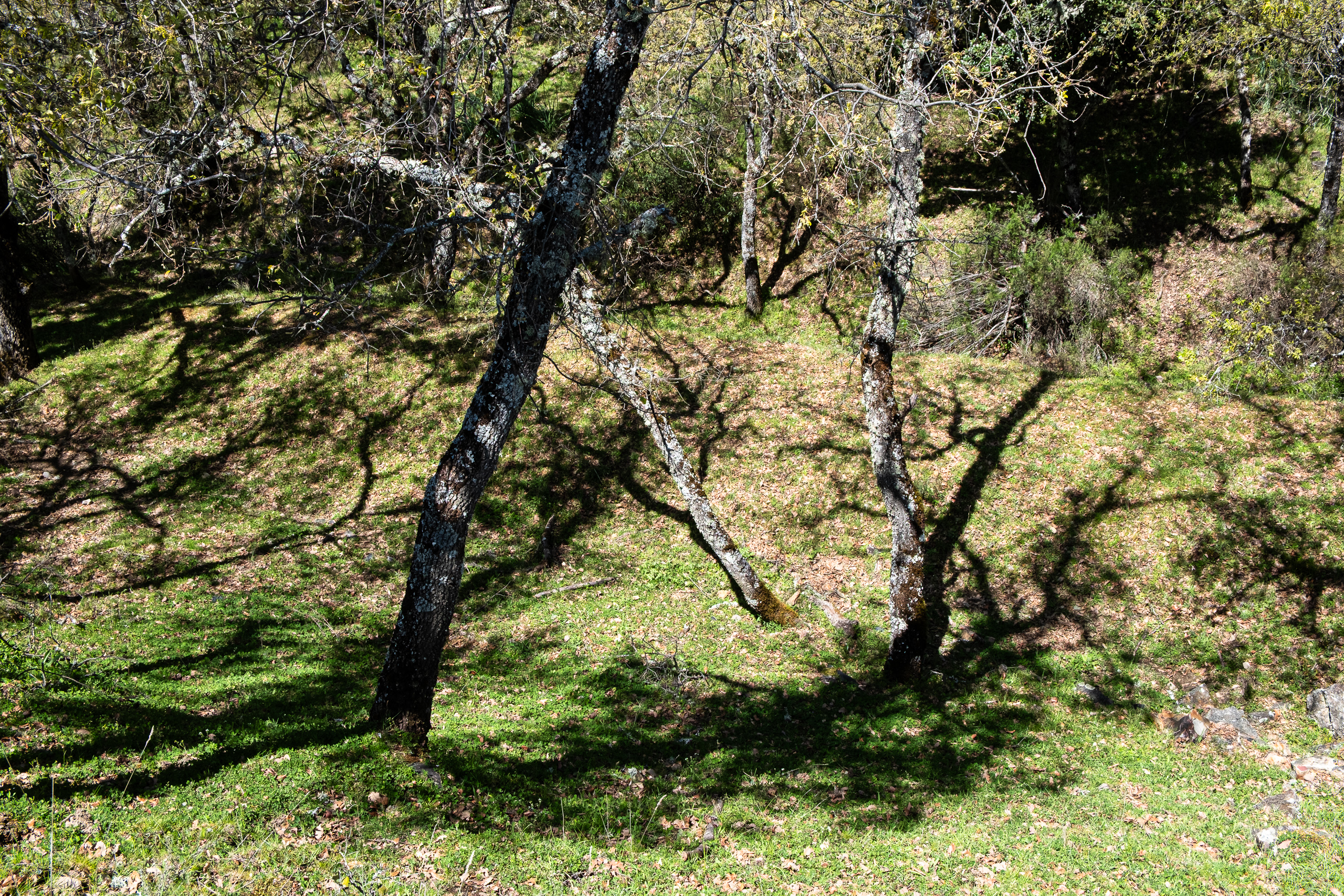 Baumschatten im Wald der Sierra Morena